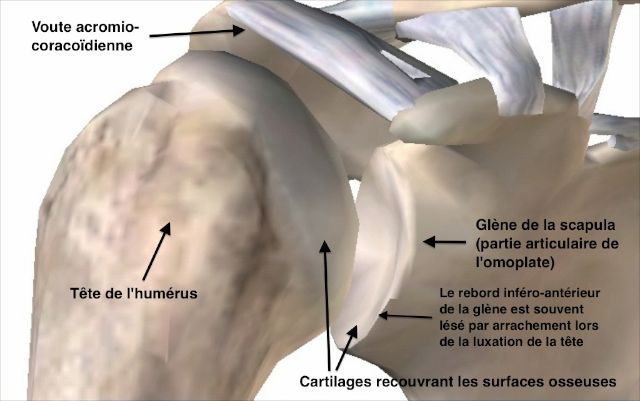Eléments stabilisateurs de l'épaule